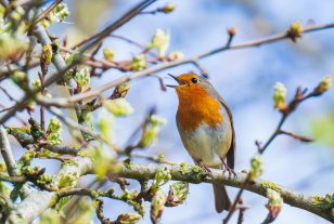 Lutte contre le bruit : les trames blanches à l’écoute de la biodiversité