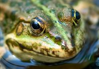 Biodiversité : le pari gagnant de la Bretagne pour sauver les grenouilles
