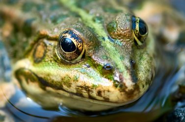 Grenouille- biodiversité