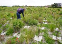 CU-DUNKERQUE_Téteghem_microforet-CU2 1er juin 2023 Gilles LECUIR