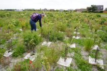 CU-DUNKERQUE_Téteghem_microforet-CU2 1er juin 2023 Gilles LECUIR