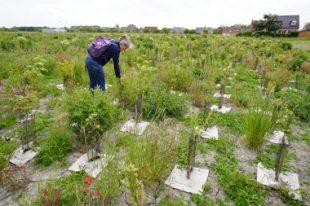 CU-DUNKERQUE_Téteghem_microforet-CU2 1er juin 2023 Gilles LECUIR