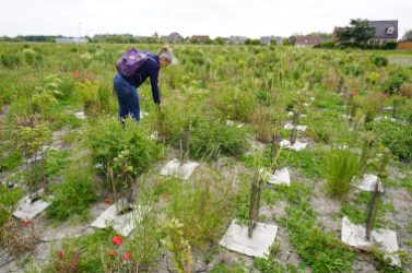 CU-DUNKERQUE_Téteghem_microforet-CU2 1er juin 2023 Gilles LECUIR