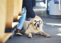 Condition animale en ville : un nouveau marqueur de qualité de vie