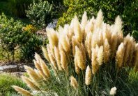 Plantes exotiques envahissantes dans les espaces verts de la commune : quels risques juridiques ?