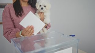 A young hispanic woman votes indoors while holding a small white bichon maltes dog.