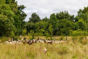Port-aux-Goths moutons Landes de Bretagne © Paul Pascal - CD 44