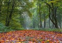 L&rsquo;obligation réelle environnementale sort du bois