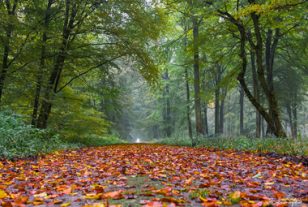 L&rsquo;obligation réelle environnementale sort du bois