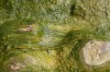 Algues vertes pollution