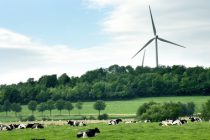Eoliennes vaches et champs