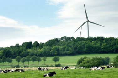 Eoliennes vaches et champs