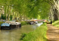 Les 42 000 platanes du canal du Midi vont être progressivement arrachés.