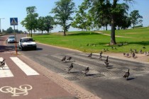 pedestrian crossing
