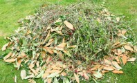 branchages