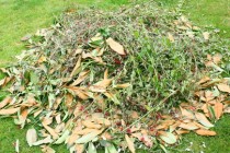 branchages