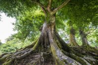 big old tree