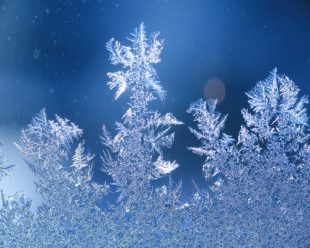 schneeblumen an scheibe