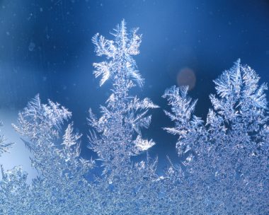 schneeblumen an scheibe