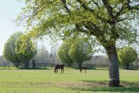 Le cheval participant à l’attractivité du territoire, les professionnels de la filière équine bénéficient en Normandie du soutien de la région dans tous les domaines.