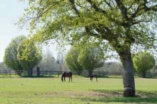 Le cheval participant à l’attractivité du territoire, les professionnels de la filière équine bénéficient en Normandie du soutien de la région dans tous les domaines.