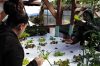 Dans le haut Mafate (île de La Réunion), des formations en aquaponie (culture de plantes et élevage de poissons) sont dispensées.