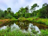 Après la campagne d’effacement des ouvrages sur l’Yon, 6 kilomètres de cours d’eau ont retrouvé un fonctionnement naturel sur la totalité de la zone urbaine.