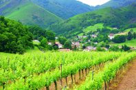 L’un des 19 observatoires établis à partir de la collecte de données porte sur le vignoble Irouléguy et renseigne sur les cépages, les producteurs, les stocks…