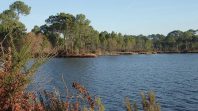 Située au sud de Bordeaux, la réserve biologique mixte d’Hostens a vocation à conserver des milieux ouverts de landes humides et de lagunes, devenus rares.
