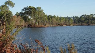 Située au sud de Bordeaux, la réserve biologique mixte d’Hostens a vocation à conserver des milieux ouverts de landes humides et de lagunes, devenus rares.