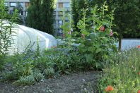 Chaque appel à projets «Paris­culteurs» débute par une recherche de sites propices à ­l’accueil de ­projets agricoles. Leur sélection est effectuée avec soin.