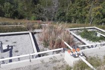 Sélectionner l’espèce végétale qui filtrera l’eau de la station d’épuration de montagne de Colmars n’était pas simple. L’épilobe et le framboisier sont les élus.