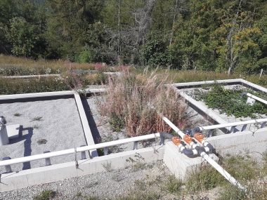 Sélectionner l’espèce végétale qui filtrera l’eau de la station d’épuration de montagne de Colmars n’était pas simple. L’épilobe et le framboisier sont les élus.
