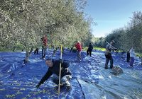Dans les Alpes-Maritimes, à peine 30% des olives sont cueillis aujourd’hui, alors qu'il s'agit d'un gisement de croissance important, estime Jean-Philippe Alfonsi, président de la SCIC, Les Ferrages.