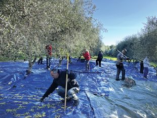 Dans les Alpes-Maritimes, à peine 30% des olives sont cueillis aujourd’hui, alors qu'il s'agit d'un gisement de croissance important, estime Jean-Philippe Alfonsi, président de la SCIC, Les Ferrages.