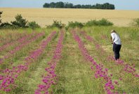 L’héritage végétal du PNR du Gâtinais a été remis en culture et la tradition d’herboriste confortée par la création d’un conservatoire des plantes à parfum.