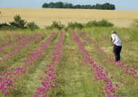 Parcs naturels régionaux : les gardiens méconnus du patrimoine culturel français