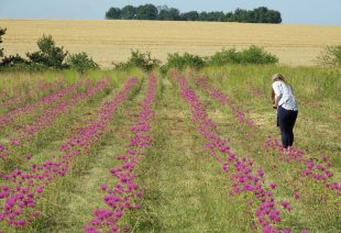 L’héritage végétal du PNR du Gâtinais a été remis en culture et la tradition d’herboriste confortée par la création d’un conservatoire des plantes à parfum.