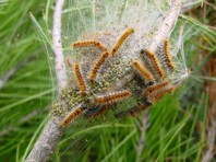 chenille-pin
