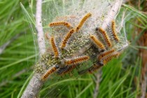chenille-pin