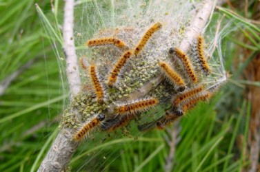 chenille-pin