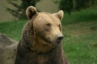 Ours_des_pyrenees