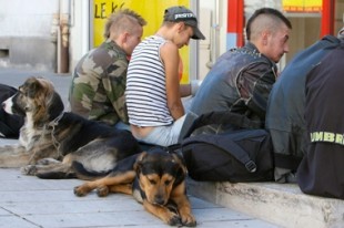 Punk a chiens