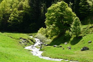 Le ruisseau de Pesson, en Haute-Garonne.