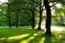 Tree_z