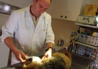 Les biologistes, pharmaciens et vétérinaires territoriaux en 10 questions