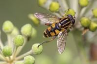 abeille - CCO Public Domain