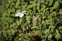 butterfly-1148848_960_720