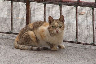 chat errant animal