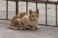 chat errant animal
